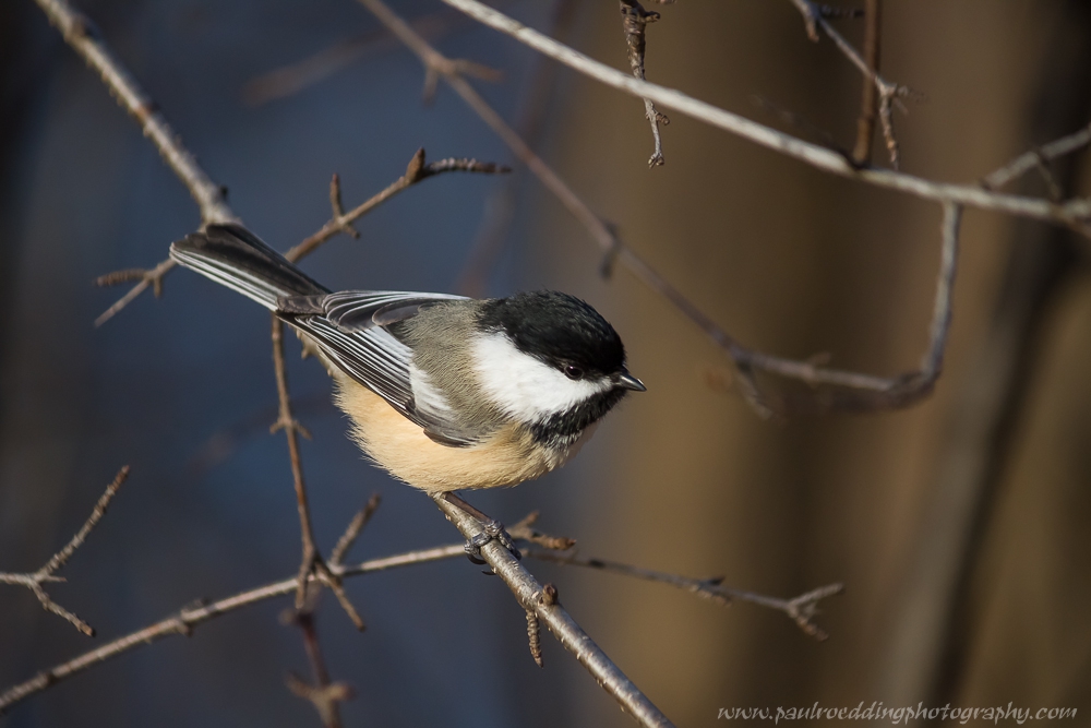 Nature Photography Workshop • PAUL ROEDDING PHOTOGRAPHY