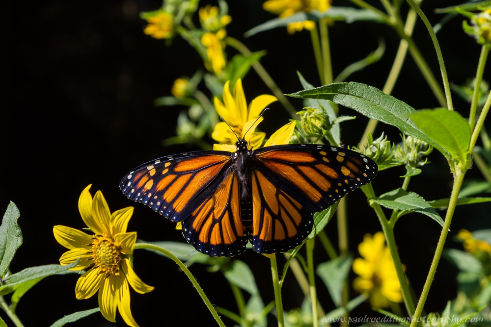 monarch-or-viceroy-look-for-subtle-differences-to-positively-identify