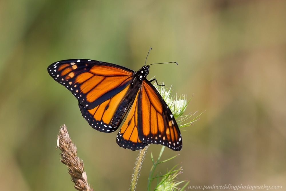 monarch-or-viceroy-look-for-subtle-differences-to-positively-identify