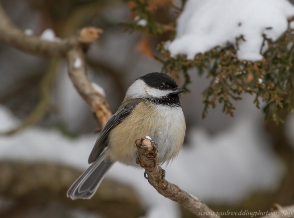 Black-capped Chickadee