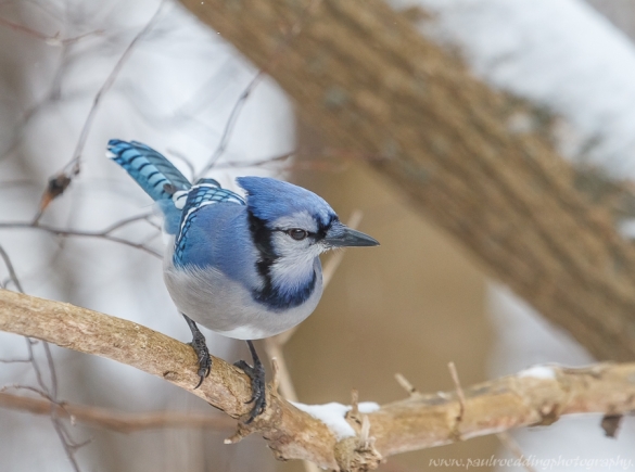 Blue Jay
