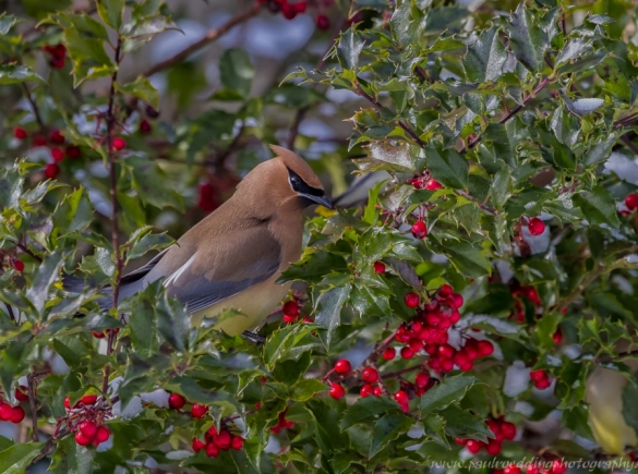 Cedar Waxwing