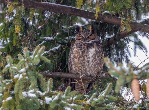 Great Horned Owl