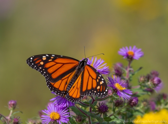 Monarch Butterfly