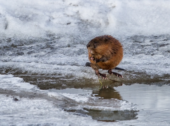 Muskrat