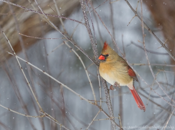 Northern Cardinal Female