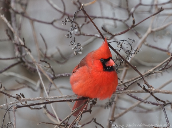 Northern Cardinal Male