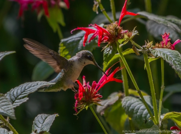 Ruby-throated Hummingbird