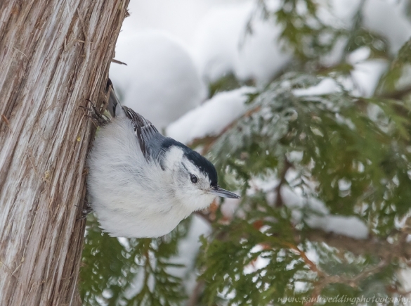 White-breasted Nuthatch