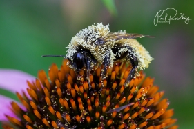Bee Covered in Pollen on Purple Coneflower