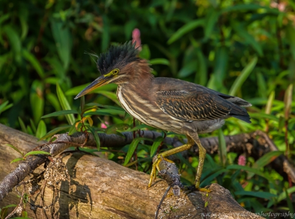 Green Heron