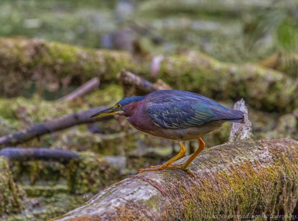 Green Heron