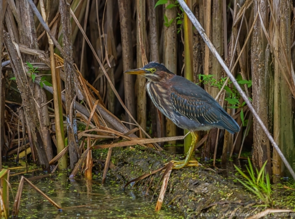 Green Heron