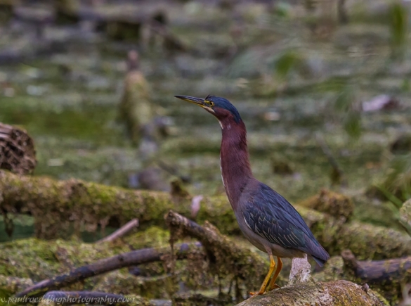 Green Heron