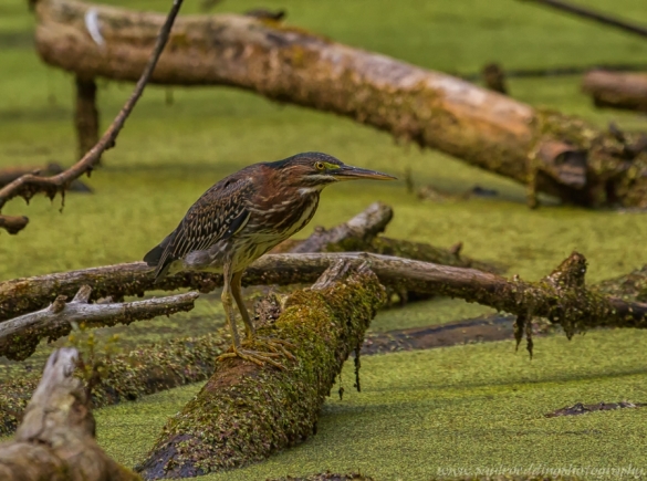 Green Heron 5