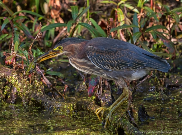 Green Heron
