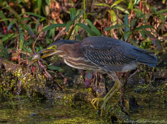 Green Heron