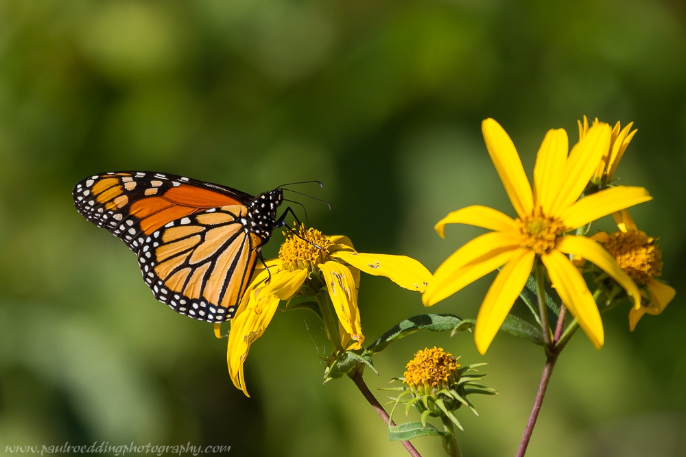 Monarch Butterflies â€¢ PAUL ROEDDING PHOTOGRAPHY