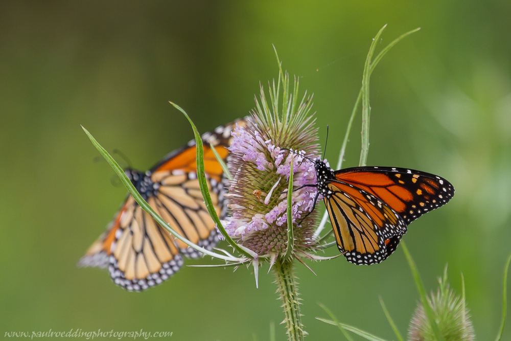 Monarch Butterflies • PAUL ROEDDING PHOTOGRAPHY