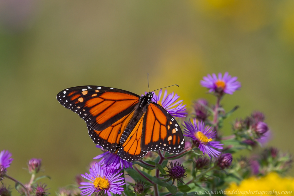 Monarch Butterflies • PAUL ROEDDING PHOTOGRAPHY