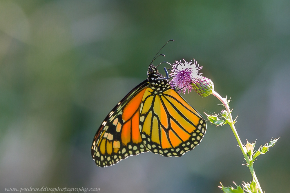 Monarch Butterflies • PAUL ROEDDING PHOTOGRAPHY