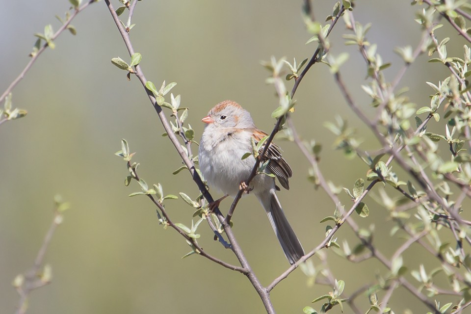 Winter Sparrows Return To Southwestern Ontario • PAUL ROEDDING PHOTOGRAPHY