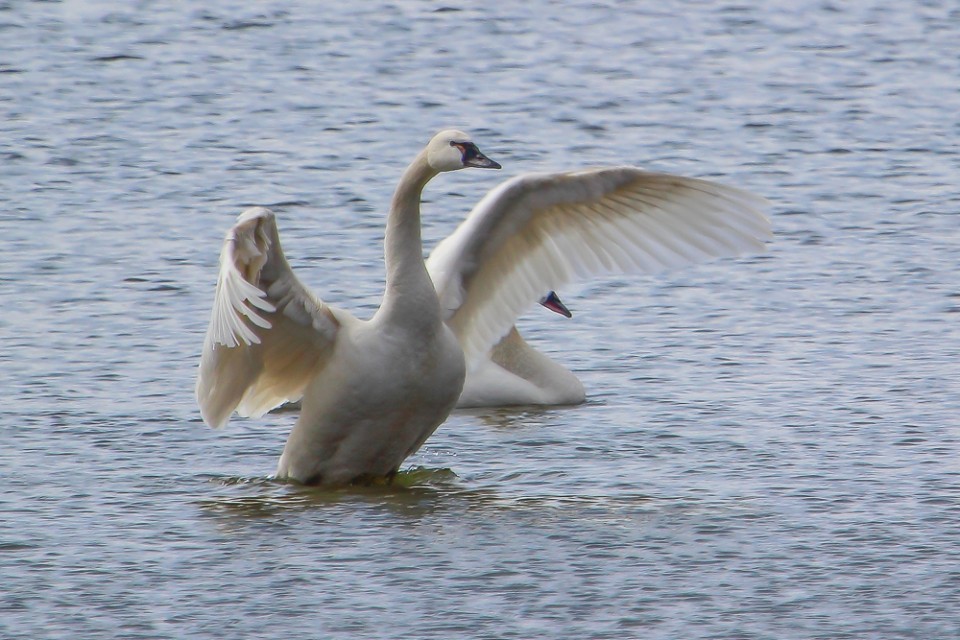 Tundra Swan Migration About To Reach Full Height • PAUL ROEDDING ...