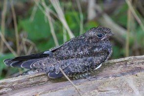 nighthawk dusk seldom nighthawks paulroeddingphotography