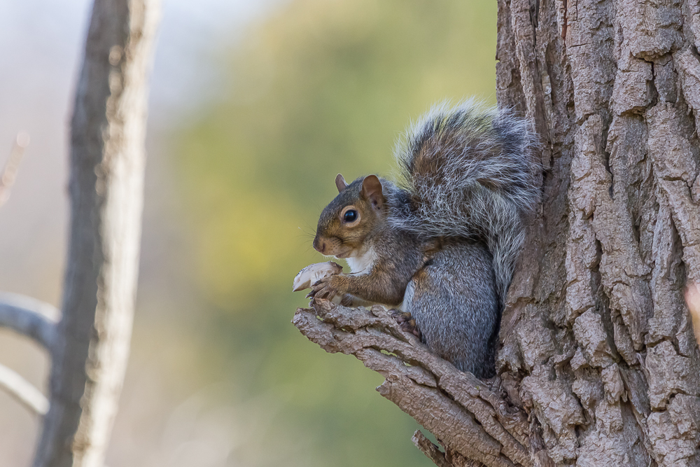 Eastern Grey Squirrel • PAUL ROEDDING PHOTOGRAPHY