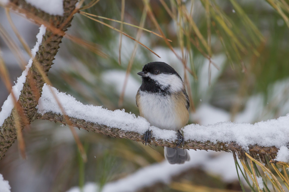 Winter Blast Drastically Changes Birding Conditions • PAUL ROEDDING ...