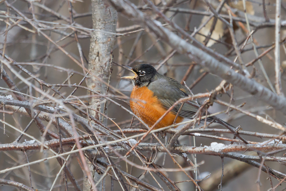 Photographing Birds: Tips And Tricks • PAUL ROEDDING PHOTOGRAPHY