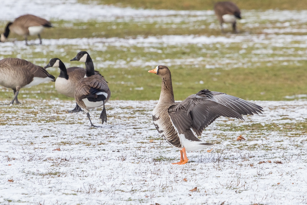 Greater White Fronted Goose Observed In West London PAUL ROEDDING   Sksks 