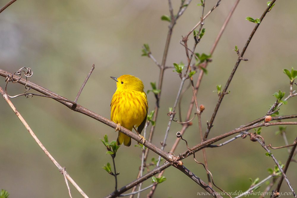 Warbler Migration Heats Up In The Forest City • PAUL ROEDDING PHOTOGRAPHY