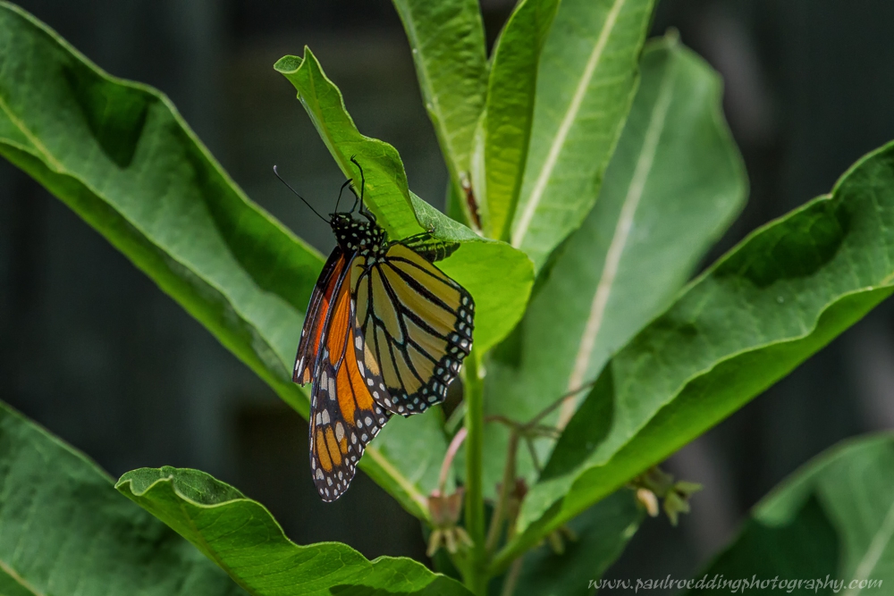 monarch-butterfly-laying-an-egg-paul-roedding-photography