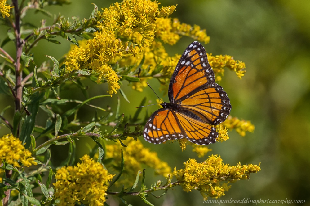 monarch-or-viceroy-look-for-subtle-differences-to-positively-identify