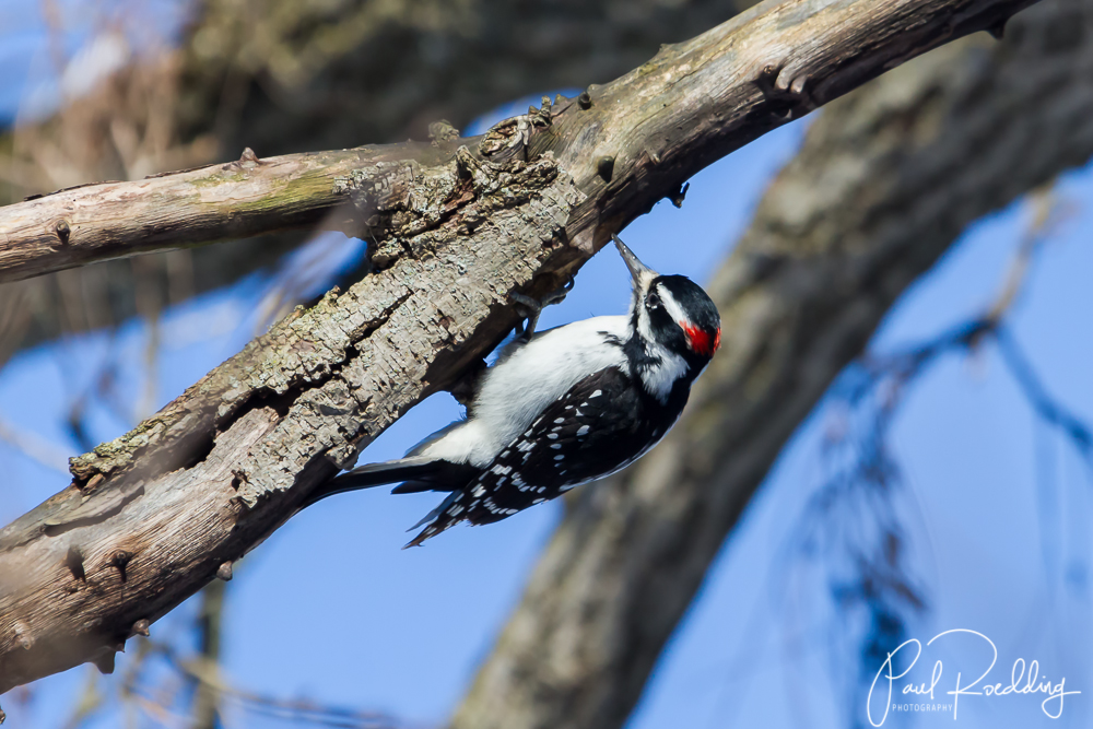 hairy woodpecker vs downy woodpecker