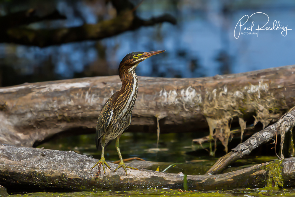 bridge camera for bird photography